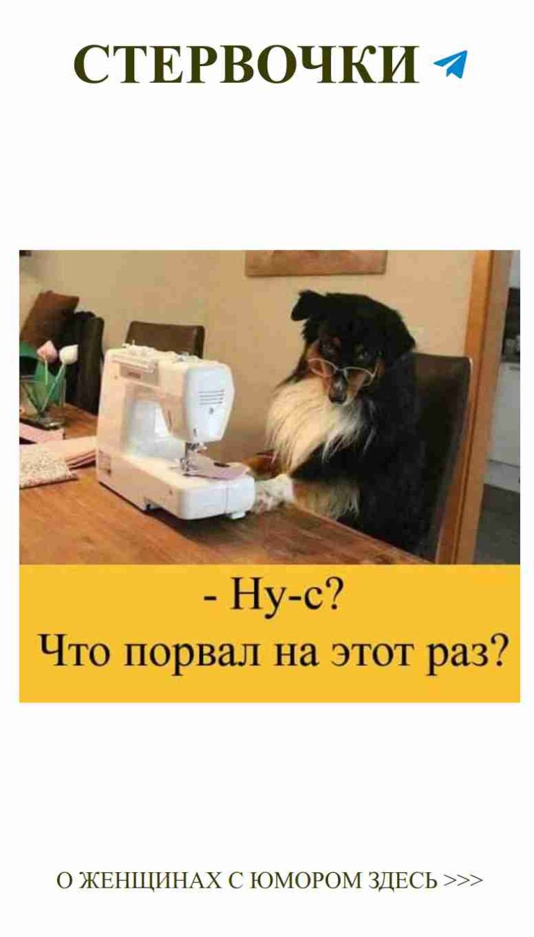 Собака за швейной машинкой ждёт любви и юмора