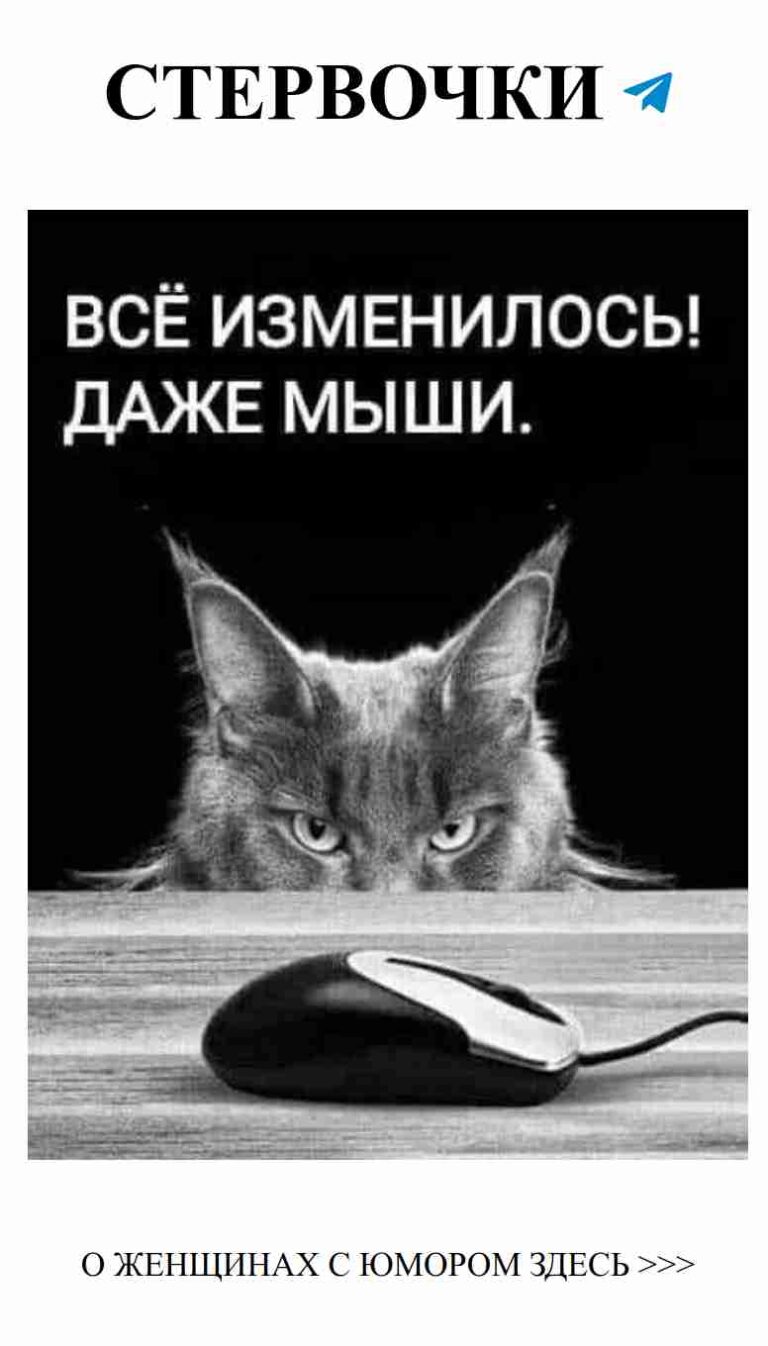 Когда кот подмигивает, любовь приходит с юмором