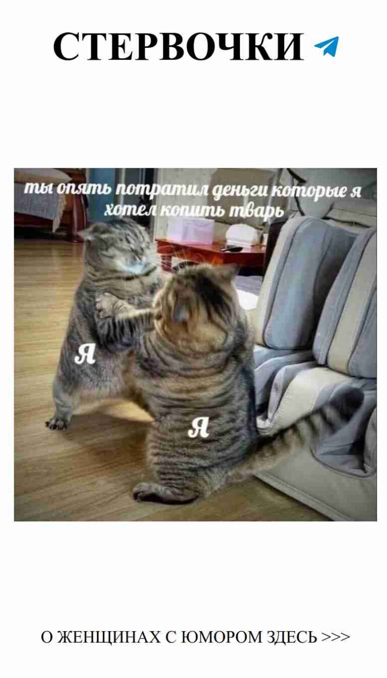 Кошки, которые играют: лучший способ поднять настроение