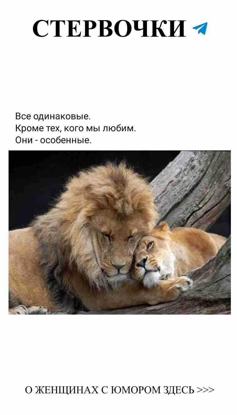 Любовь, как два льва: вместе даже на вершине дерева