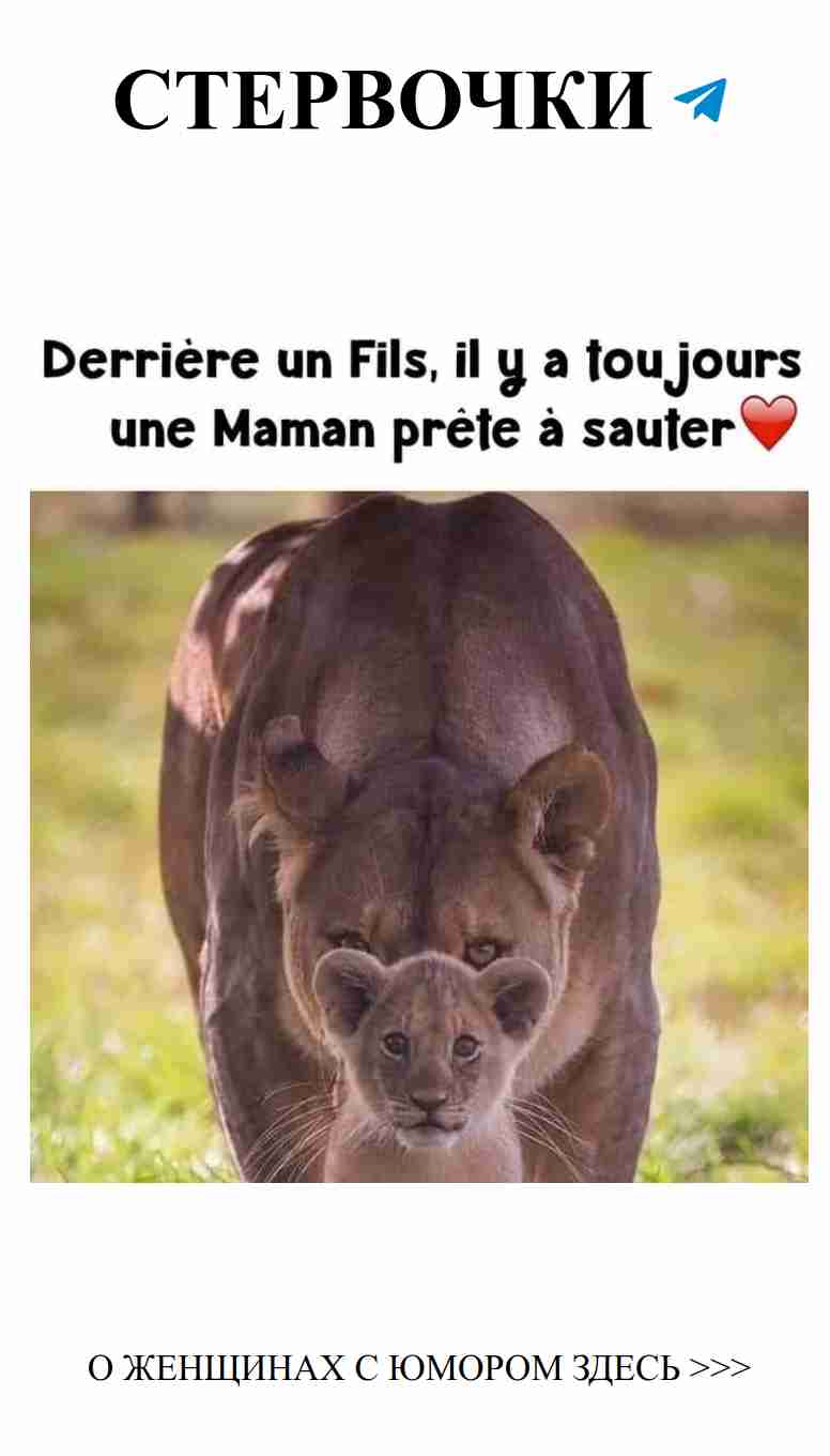 Любовные шалости: даже львы знают, как шутить!