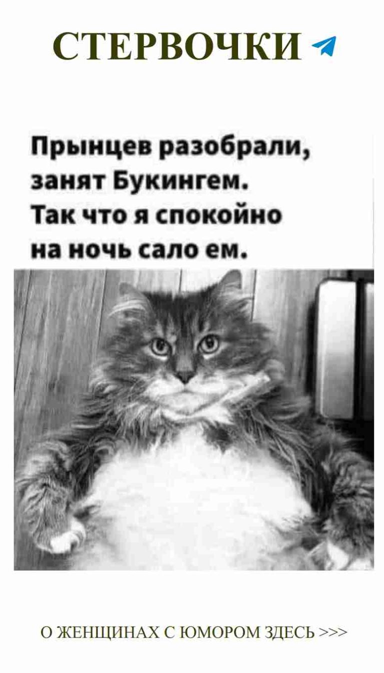 Когда коты понимают женский юмор о любви