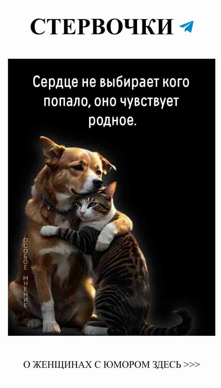 Любовь без границ: когда даже собака обнимает кота