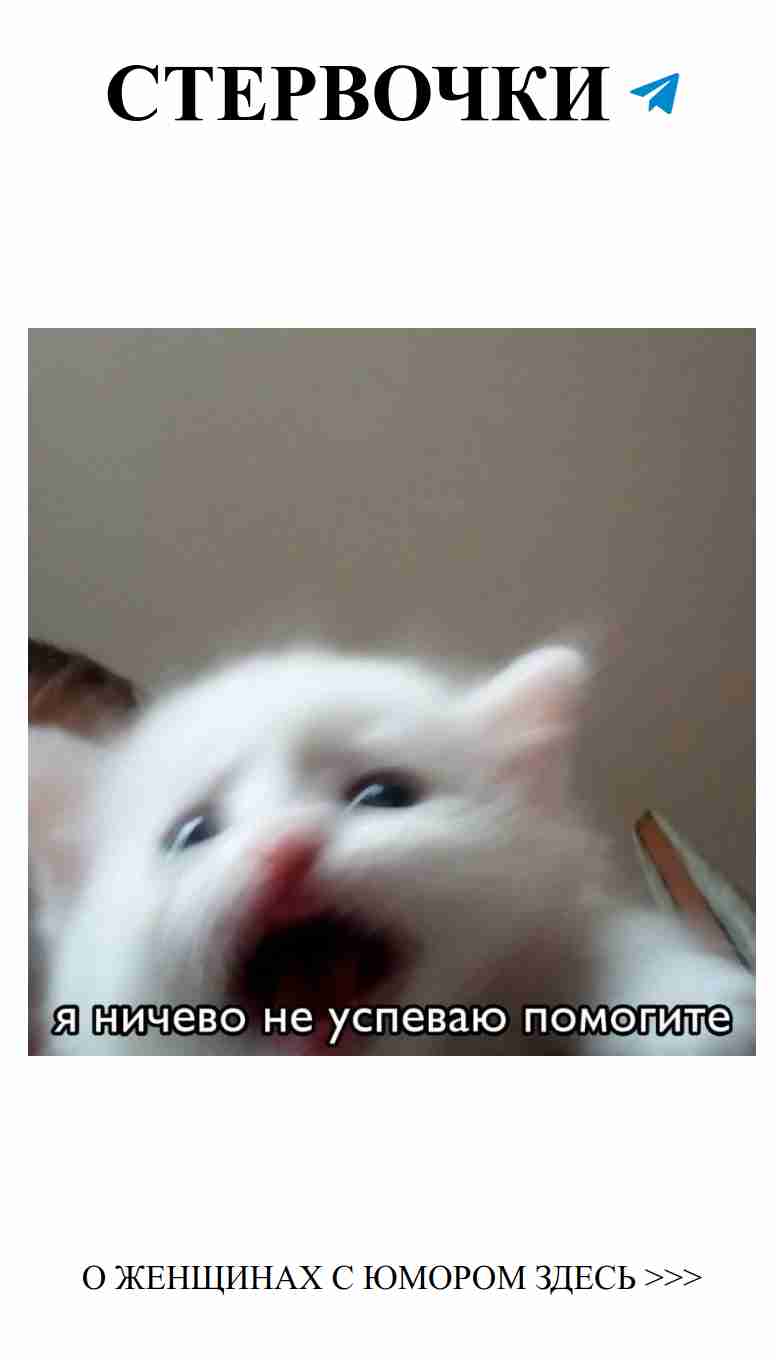 Когда твой кот тоже хочет любви, но немного не в себе