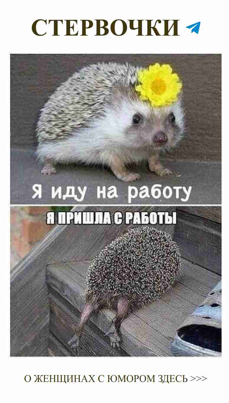 Смешной хедж с жёлтым цветком о любви и жизни