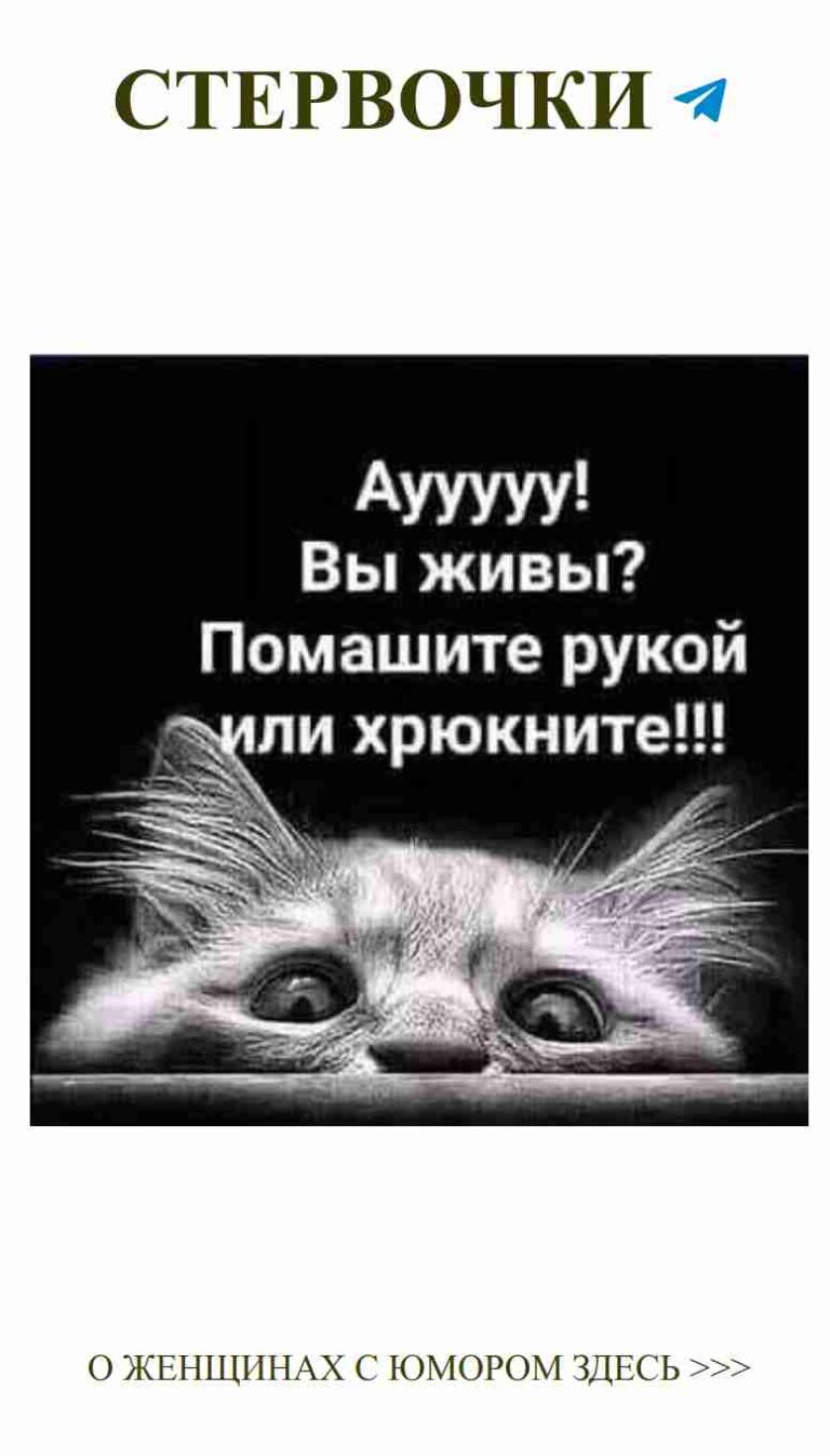 Когда коты дарят любовь и смех на день рождения