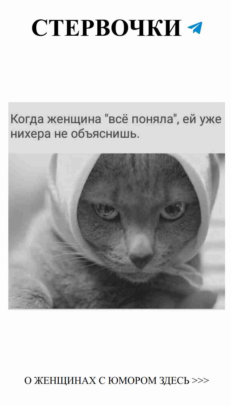 Кошка в худи: любовь и смех в одном флаконе