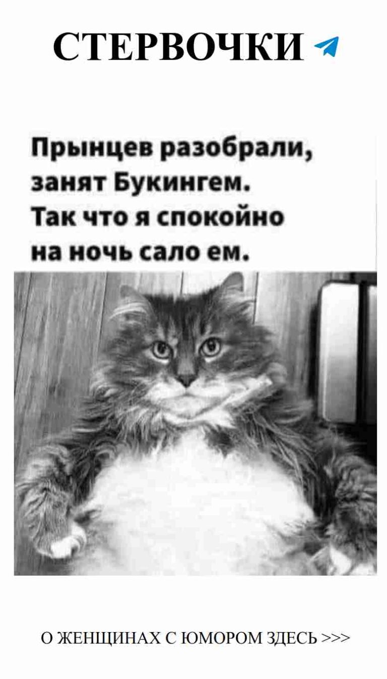 Когда коты смотрят на свою любовь с серьезным видом