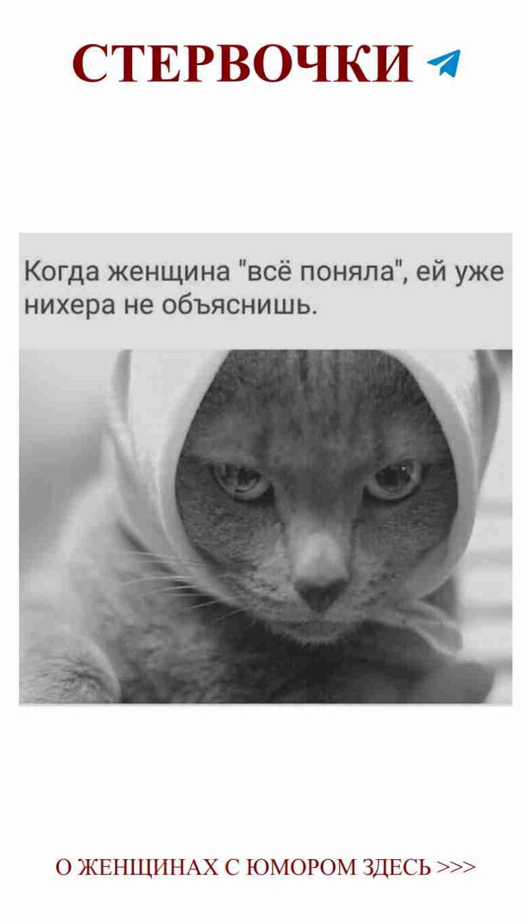 Кошка в худи: как развлечь любимую и поднять настроение