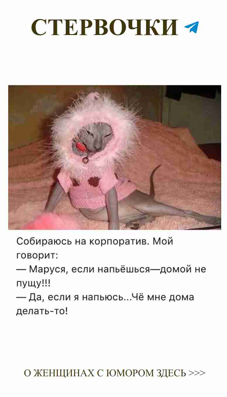 Кот в свитере: юмор о любви и тепле в интерьере