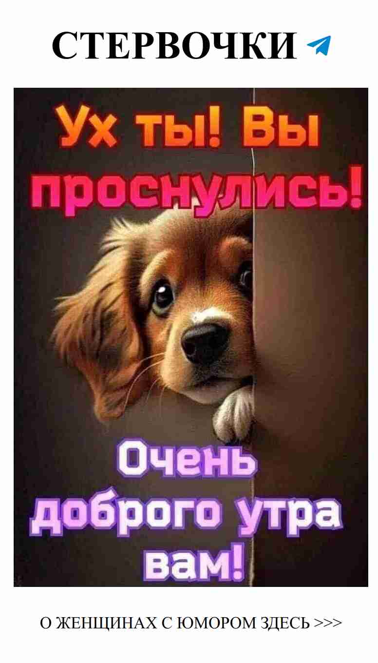 Когда животные подсказывают, как любить с юмором