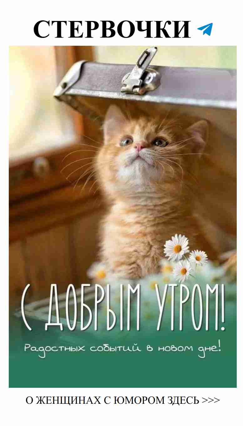 Когда котик прячет свои чувства под чемоданом