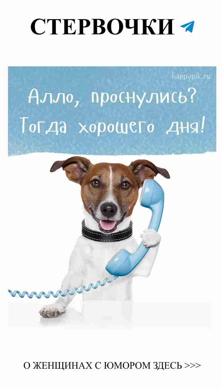 С днём рождения, собака! Звони подружкам за праздничным настроением