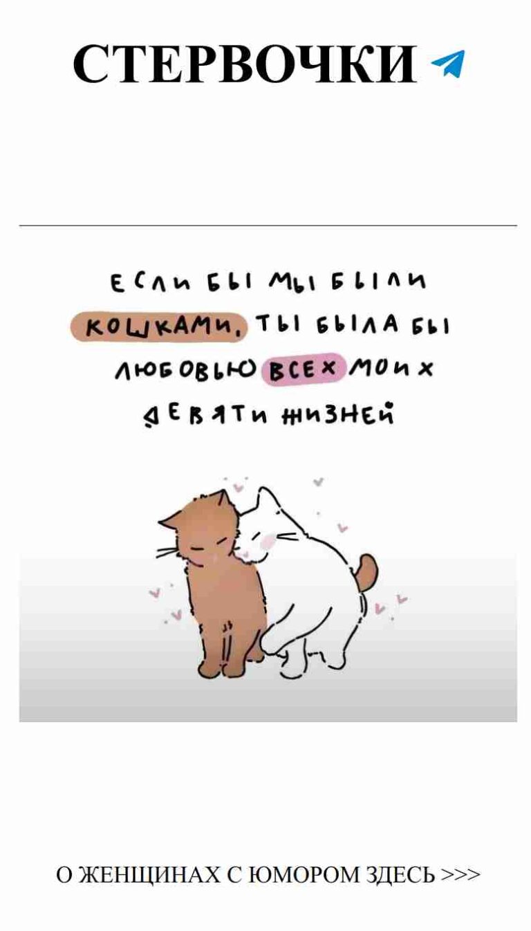 Смешные коты: обнимашки и любовь в одном пине