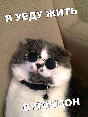 Уши лапы и хвосты — Разное | OK.RU