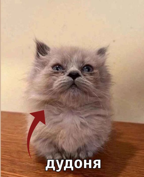дудоня