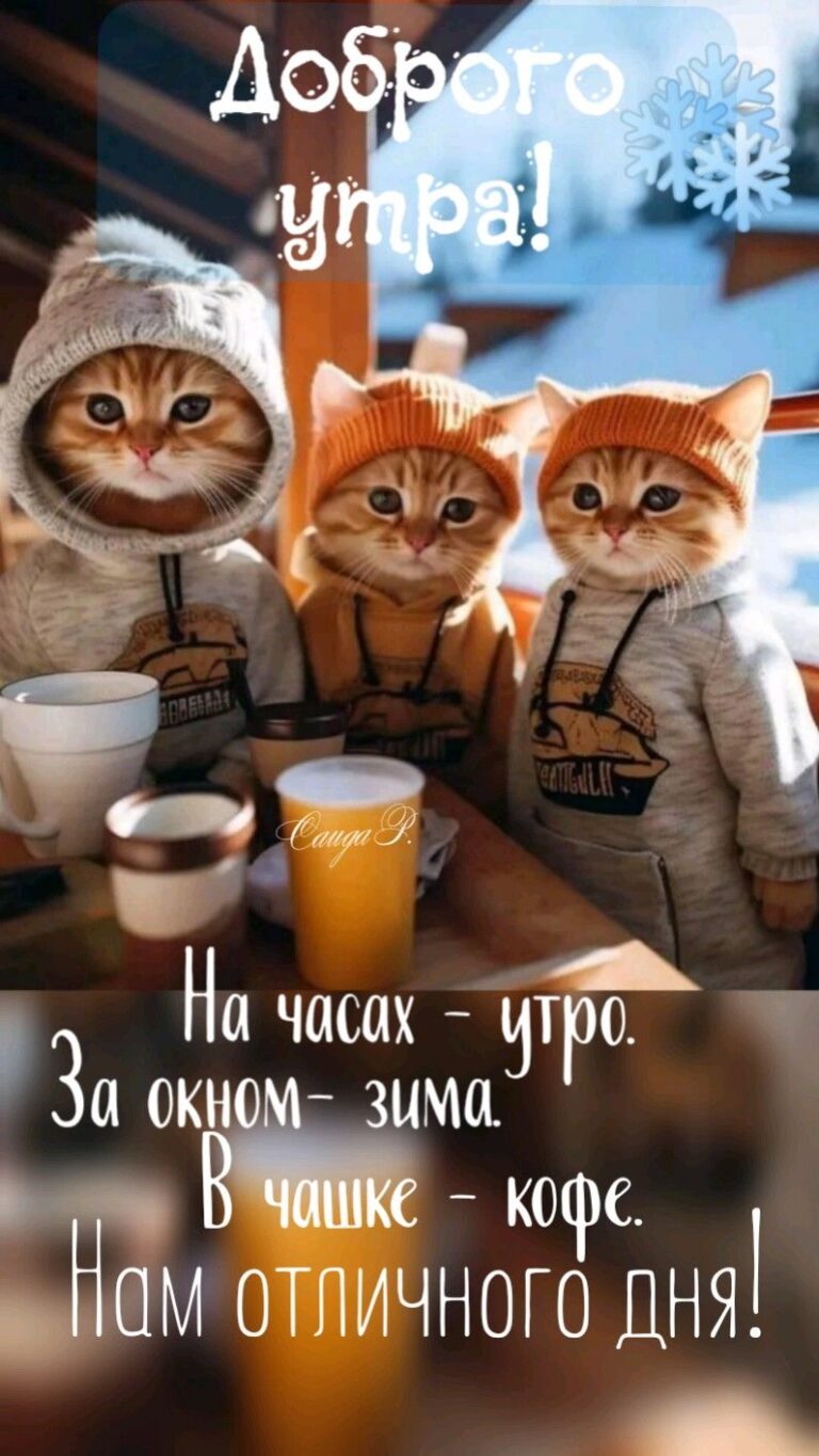 Коты. Доброе утро