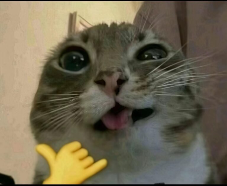 кото под действием