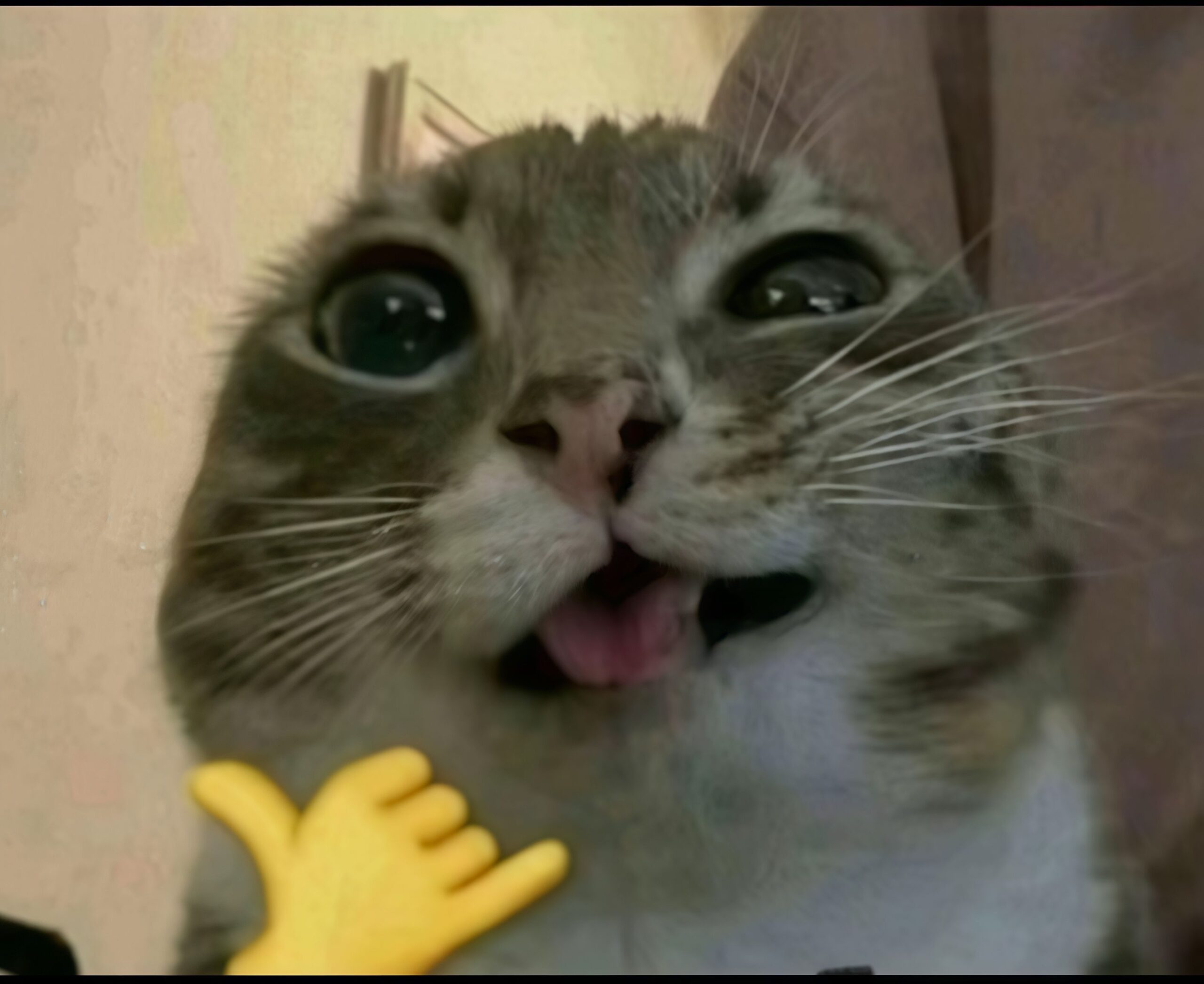 кото под действием