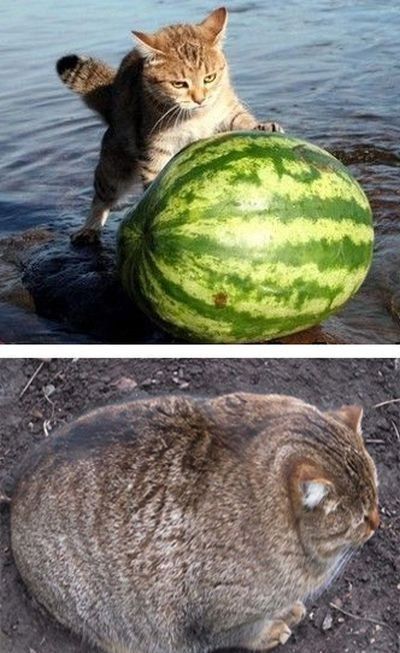 Картинки для поднятия настроения – ЯПлакалъ