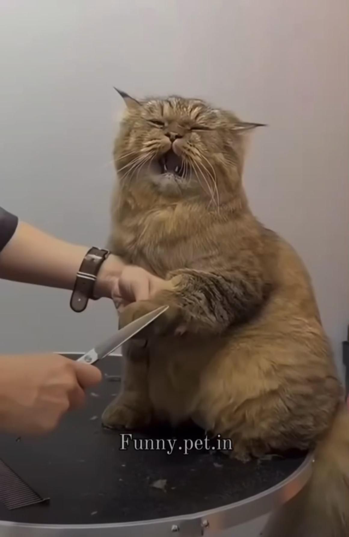 Credit’s to “Funny.pet.in”