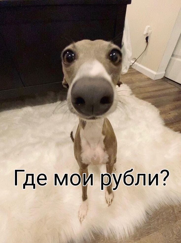 Собака