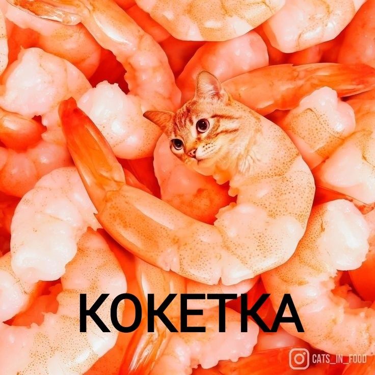 Кот+креветка