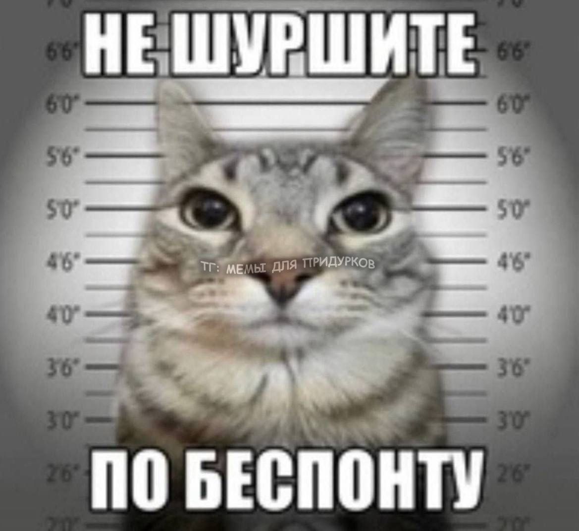 тг: мемы для придурков