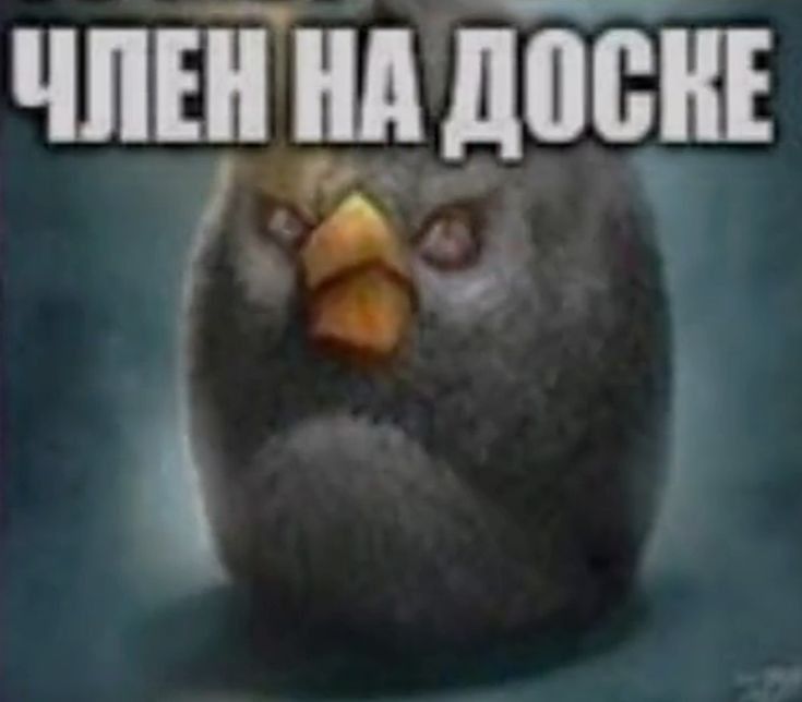 член на доске.