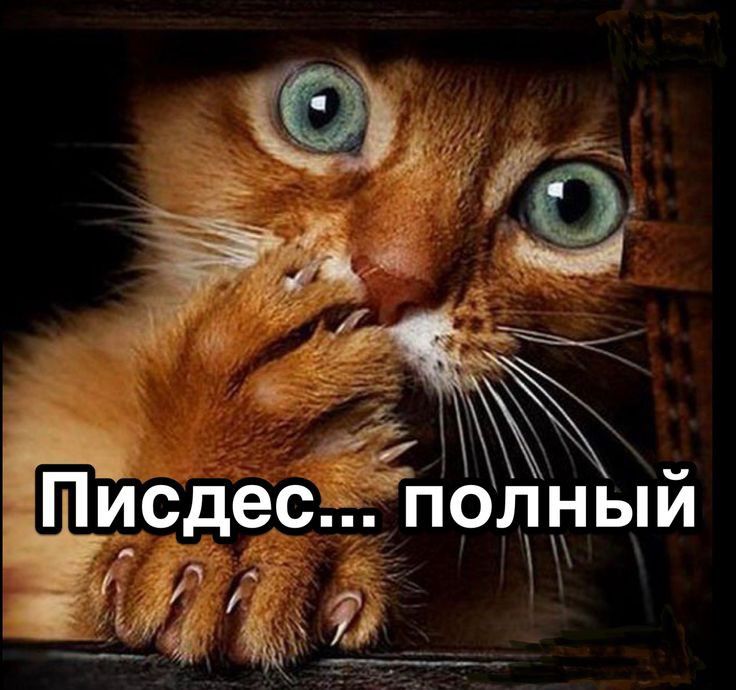 смешные животные,гиф