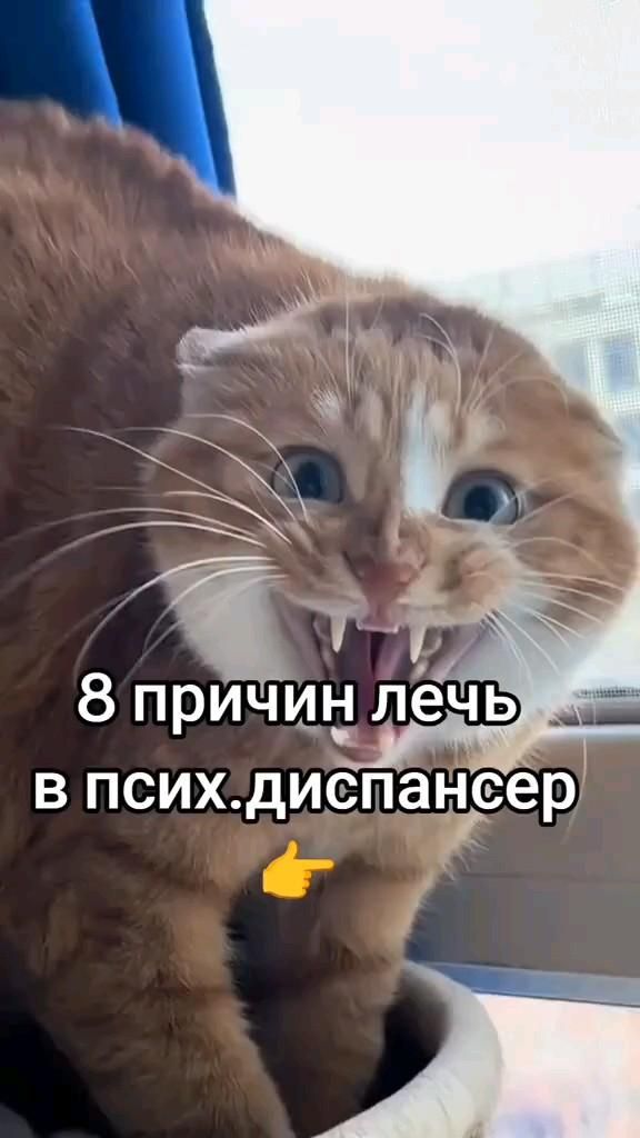 8 причин лечь в  психушку