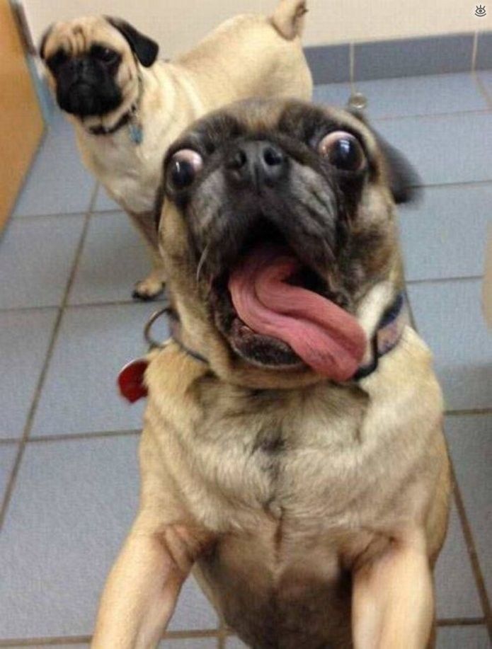 Смешные животные .Приколы с животными .Смех,юмор