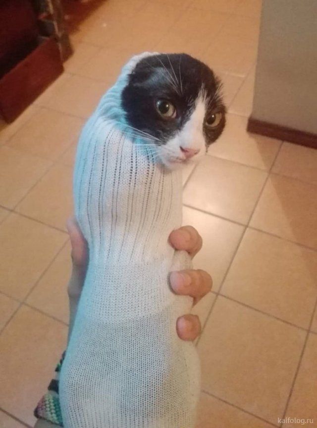 Подборка приколов на воскресенье (35 фото)