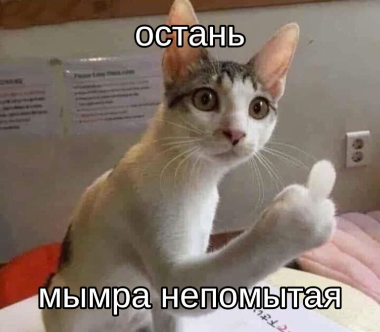 смешные картинки с котами  funny pictures of cats