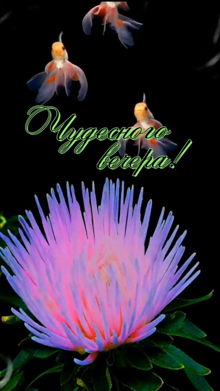 Чудесного вечера!