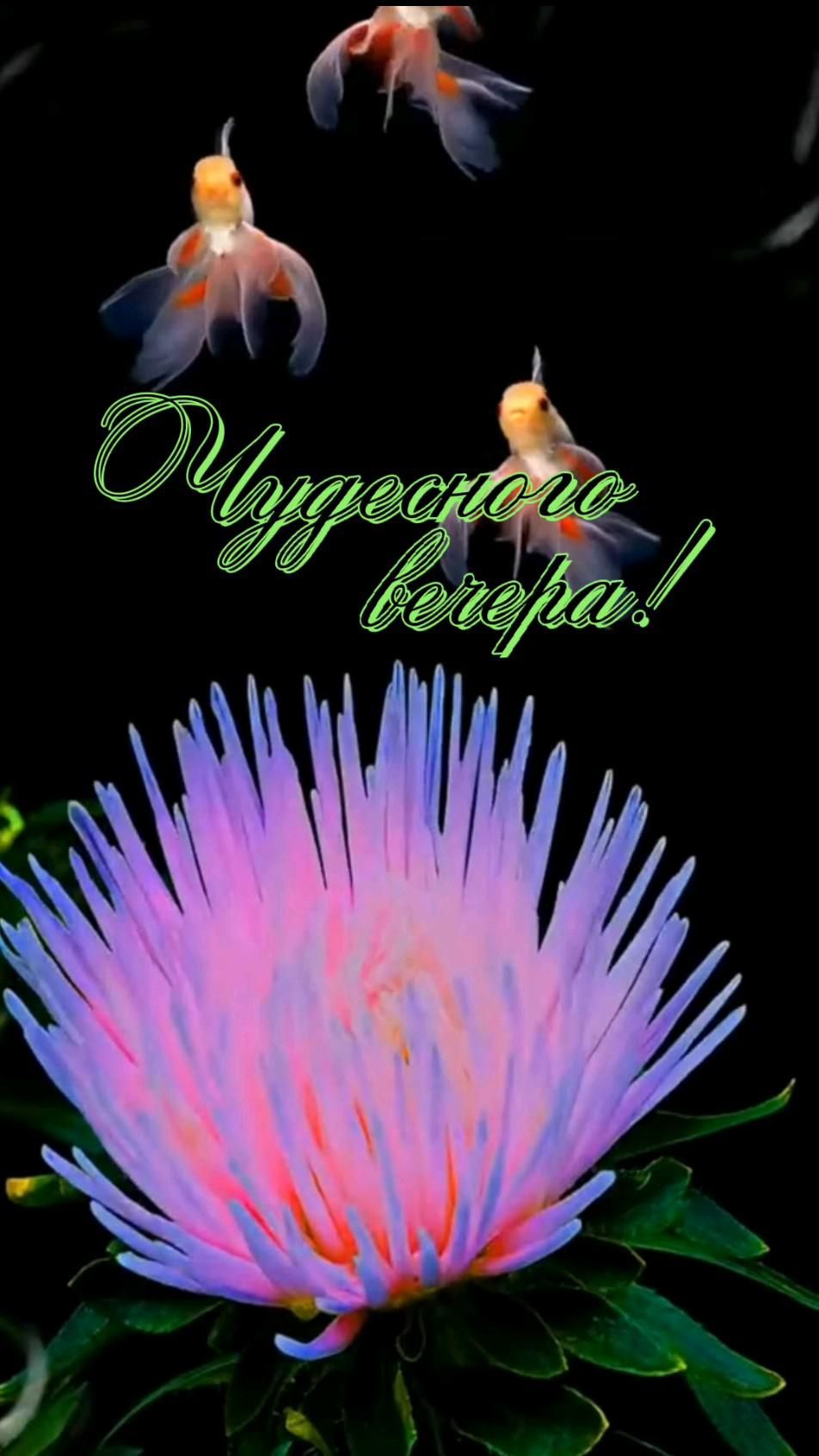 Чудесного вечера!