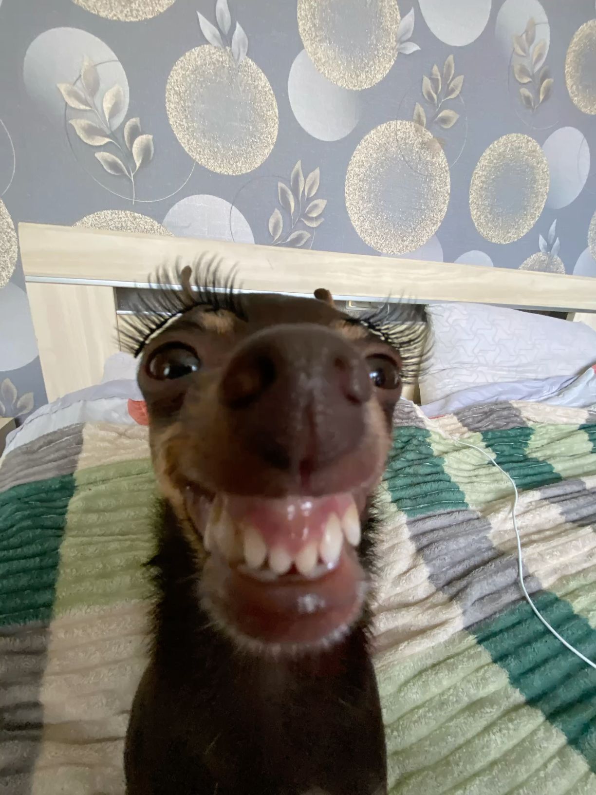 Собака с ресницами