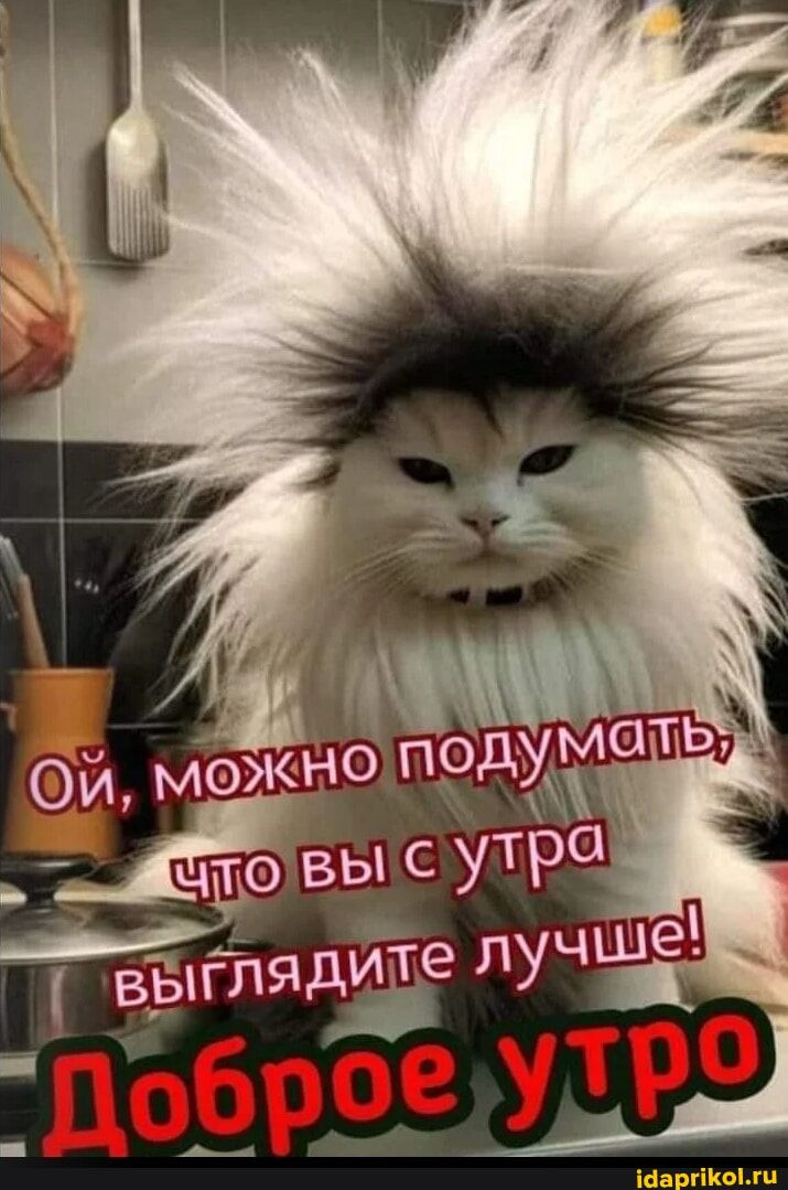 I можно ‘ овы с утра велядите луч – АйДаПрикол