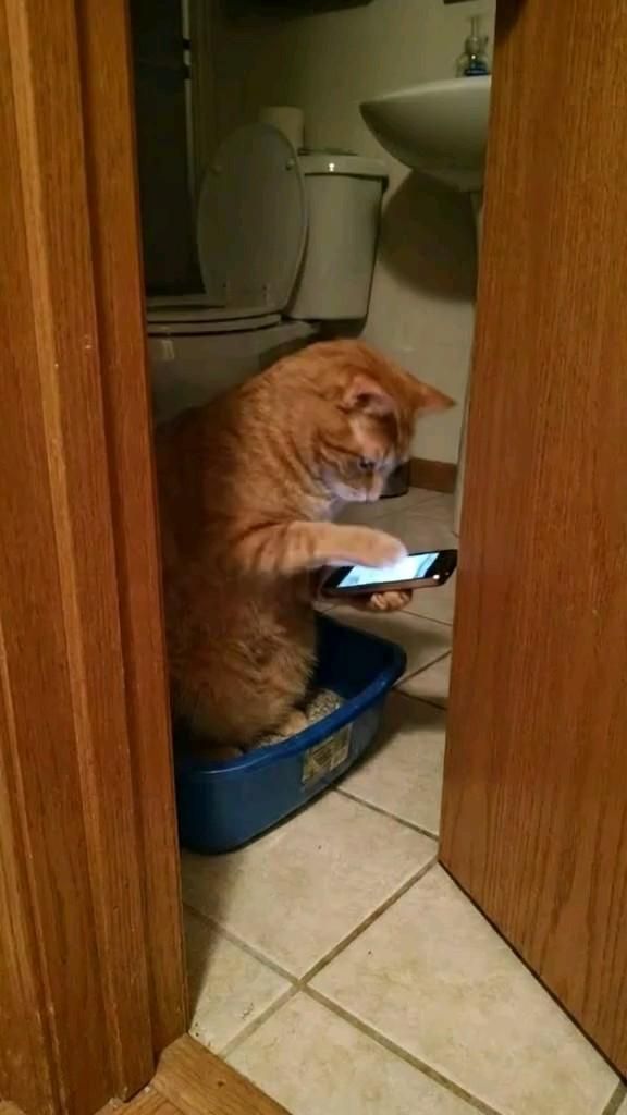 It’s possible to leave some space for privacy. #ca_7t_s #cat #cats #dog #Story #Shorts #Short #fory