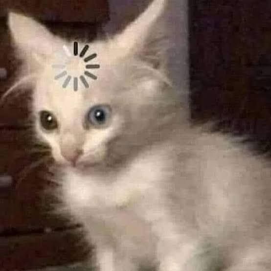 Кот мем загрузка