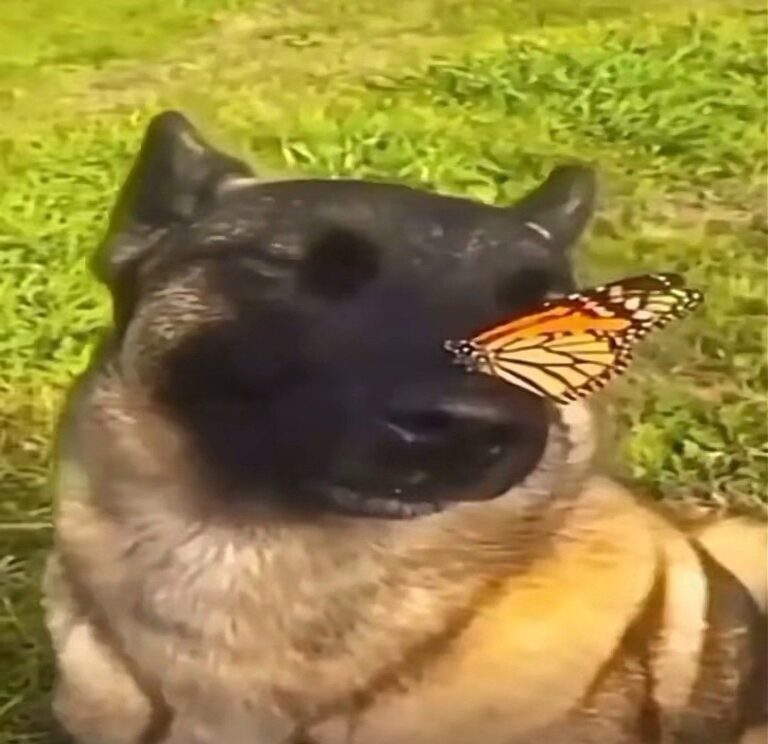 Собака с бабочкой