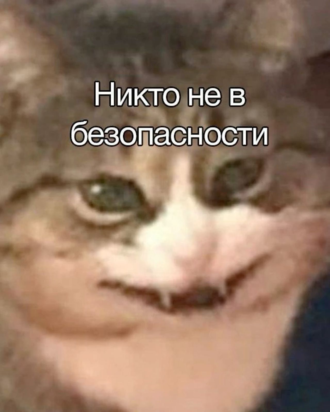 Кот в «Сновичах»