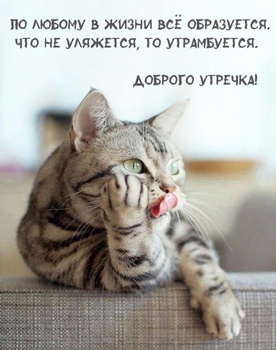 Прикольные открытки доброе утро – новые (72 ФОТО)