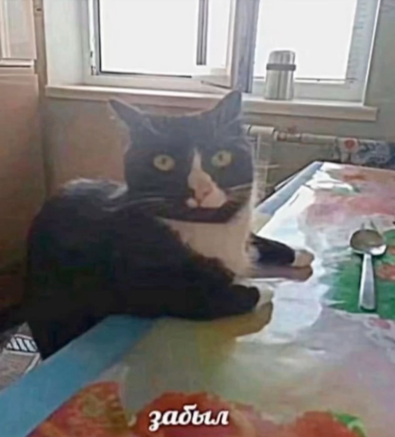 забыл мем кот