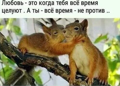 Любовь – это когда тебя все время целуют . Аты – всё время – не против у ты – АйДаПрикол