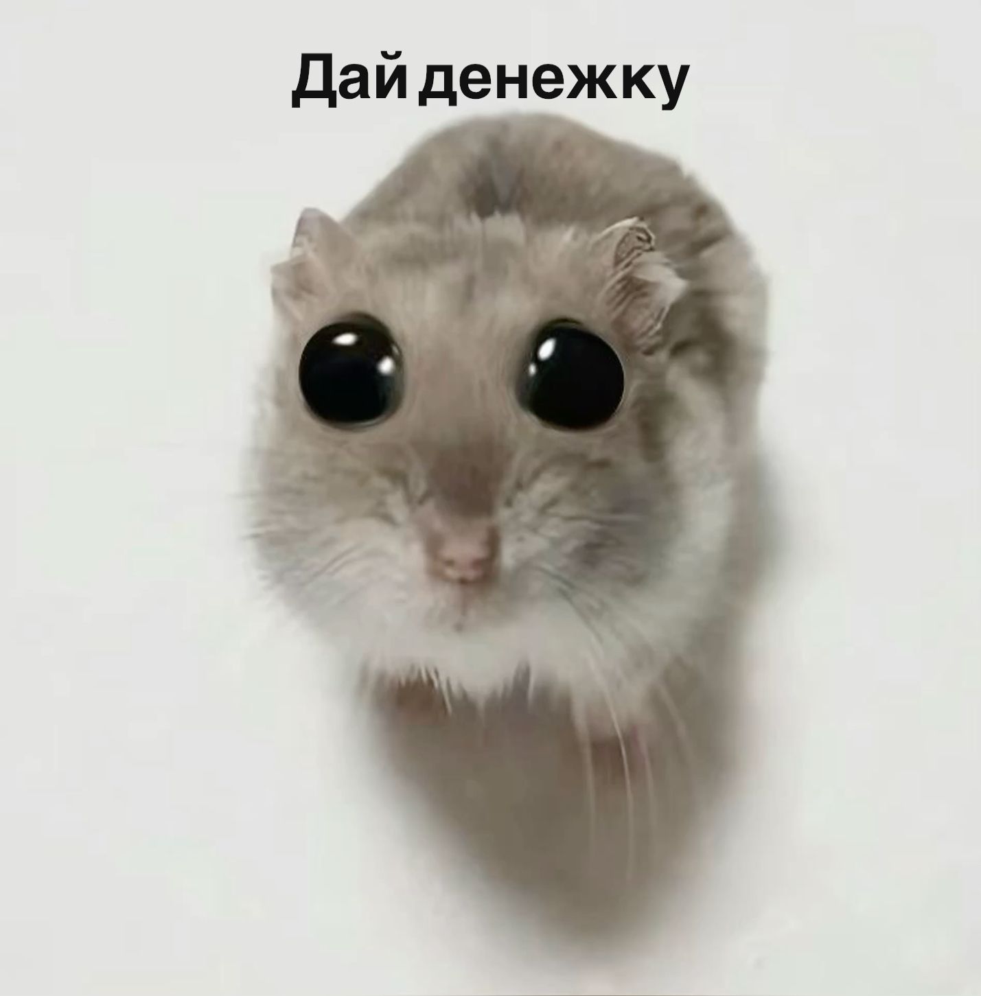 Дай денежку