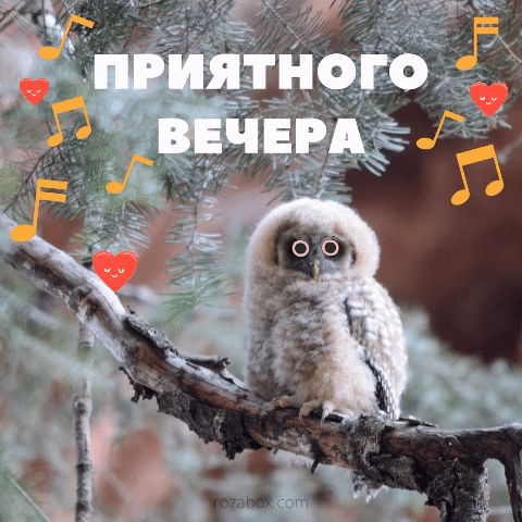 Гиф открытка Приятного вечера – RozaBox.com