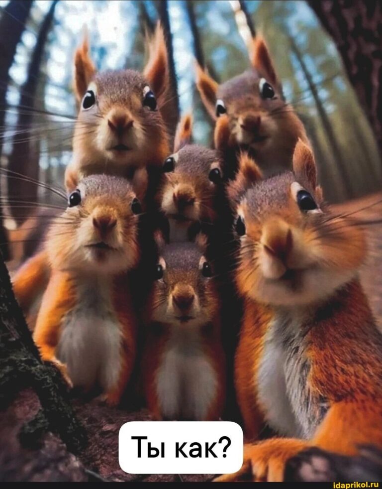 Мем-картинка EpyeMsB7B от 35379: 71 комментариев – АйДаПрикол