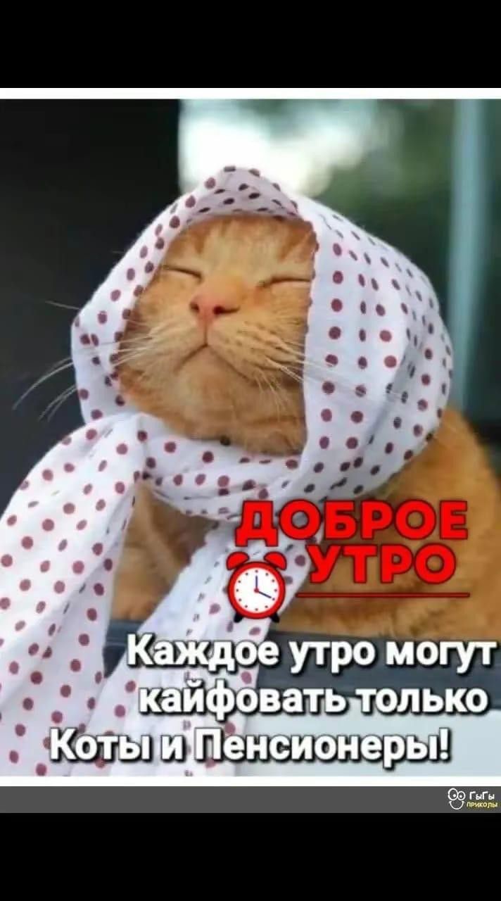 доброе утро с юмором