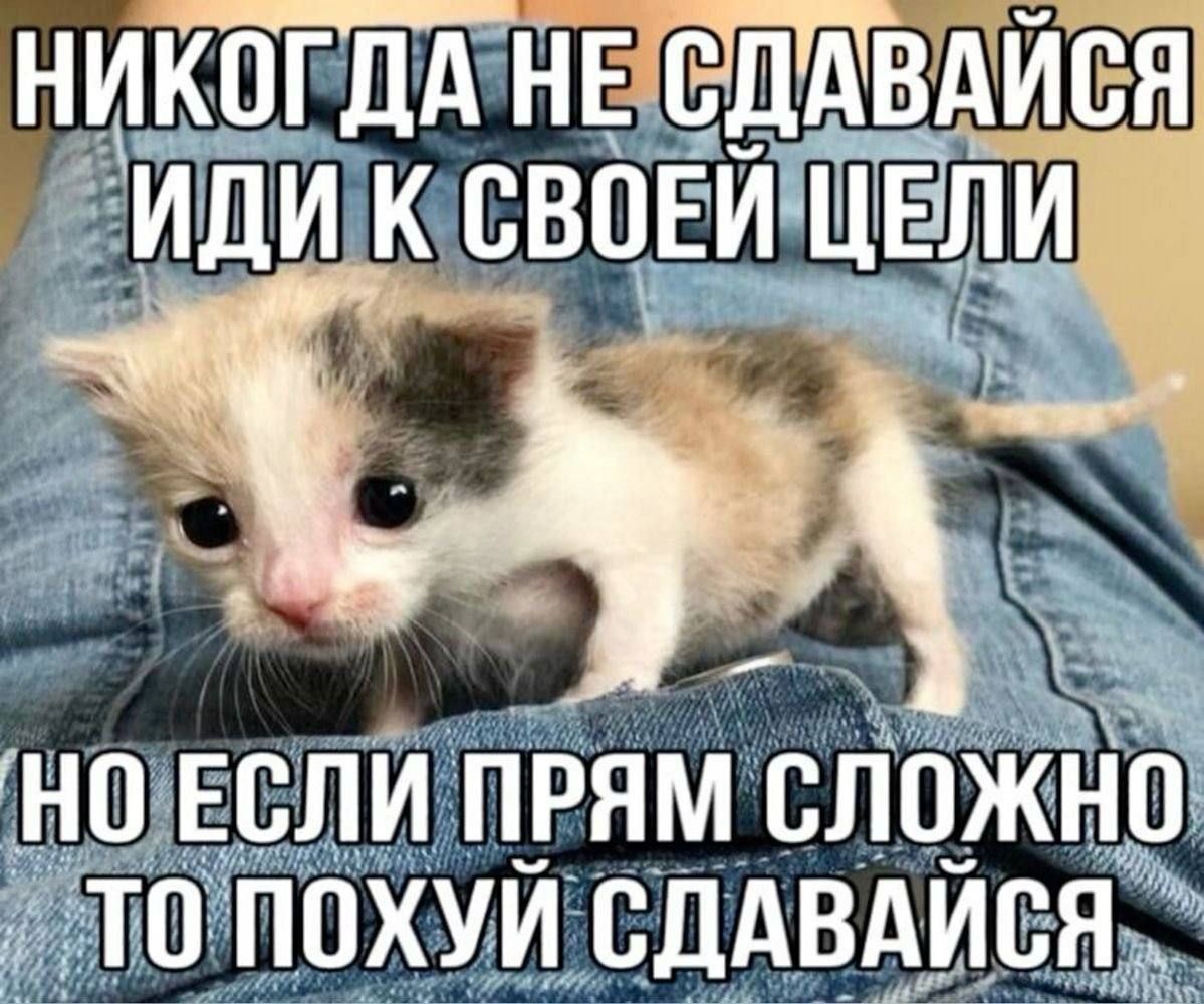 никогда не сдавайся иди к своей цели